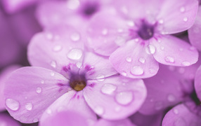 Lilac phlox flowers in dew drops close-up