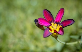 Lilac sparaxis flower close-up