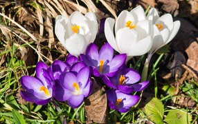 Little lilac and white crocuses in the grass