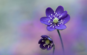 Маленькие фиолетовые цветы на размытом фоне