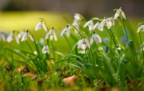 Little white snowdrops on the grass