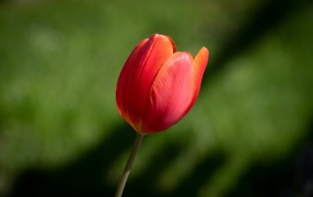 Одинокий красный тюльпан на зеленом фоне