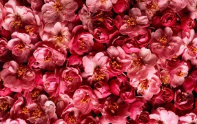 Много розовых цветов крупным планом 