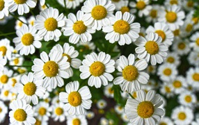 Lots of small white daisies close-up