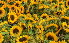 Lots of yellow blooming sunflowers
