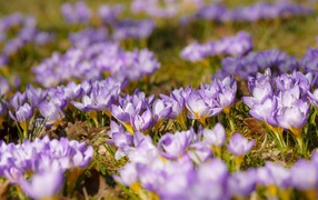 Many beautiful lilac crocus flowers in the meadow