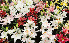 Many beautiful multi-colored lilies