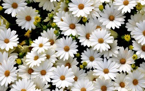 Many delicate white flowers of chamomile chrysanthemum close-up