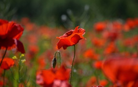 Many red poppy flowers with buds on the field