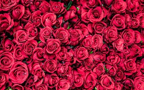 Много красных цветков розы крупным планом