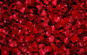 Много красных лепестков алой розы 