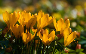 Many yellow tender crocuses in the sun
