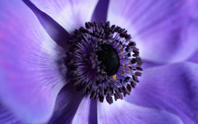 Mid Purple Anemone Flower
