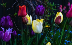 Разноцветные тюльпаны на клумбе крупным планом