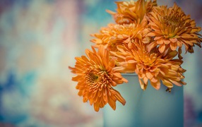 Orange Chrysanthemum Flowers in a Vase