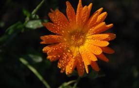 Orange flower of calendula in dew drops