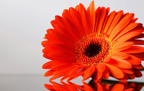 Оранжевый цветок герберы отражается в поверхности стола