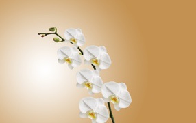Ветка орхидеи с белыми цветами и бутонами
