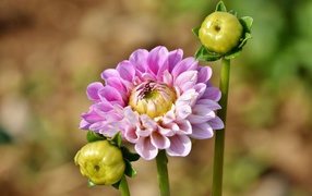 Pink Dahlia Flower with Two Buds