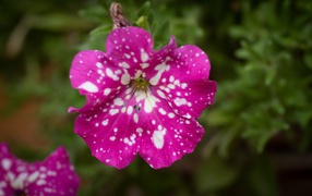 Розовый с белыми пятнами цветок садовой петунии 