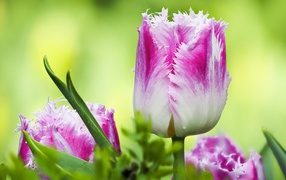 Розовый с белым тюльпан с волнистыми лепестками крупным планом