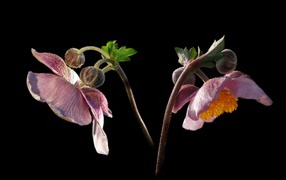Pink anemone flowers with buds on a black background