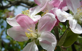 Розовые цветы яблони крупным планом