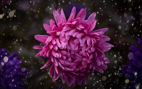 Розовый цветок астры крупным планом