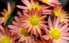 Pink chamomile chrysanthemums close up