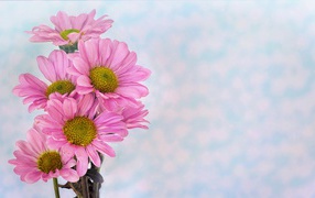 Розовые ромашковидные хризантемы на голубом фоне