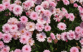 Розовые цветы хризантемы на клумбе крупным планом