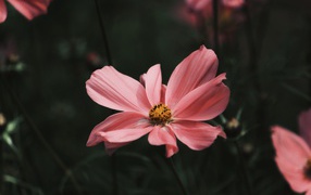 Розовый цветок космеи с бутонами крупным планом