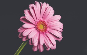 Розовый нежный цветок герберы на сером фоне