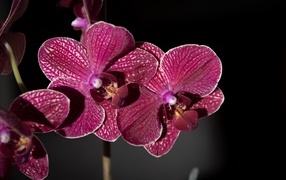 Pink exotic orchids close-up