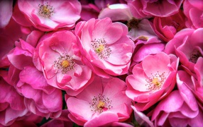 Розовые цветы парковой розы крупным планом