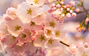Розовые цветы на весеннем дереве 