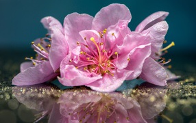 Розовые цветы отражаются в поверхности