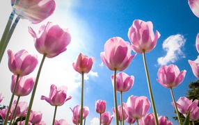 Розовые цветы тюльпаны на фоне голубого неба 
