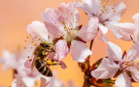 Pink flowers with bee close up
