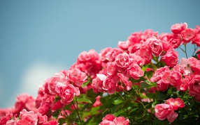 Розовые садовые цветы розы на фоне голубого неба 