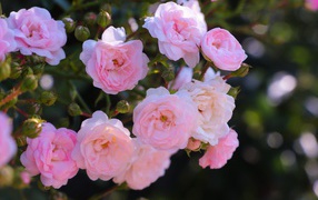 Розовые цветы садовой розы на клумбе 