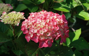 Pink hydrangea on a flowerbed in the sun