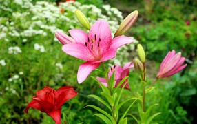 Pink lilies with buds on a flower bed