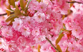 Розовые цветы луизеания на ветке с зелеными листьями
