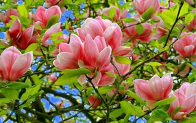 Розовые цветки магнолии в зеленых листьях на дереве 