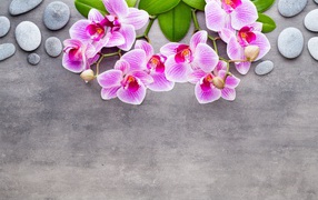 Розовые цветы орхидеи с камнями на сером фоне