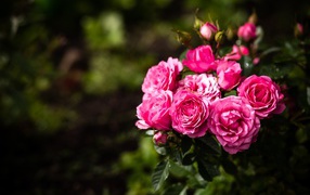 Розовые парковые розы с бутонами на клумбе 