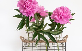 Pink peonies in vases on a white background