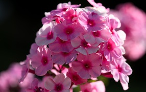 Pink phlox flower in the sun