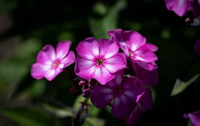 Pink phlox flowers close up